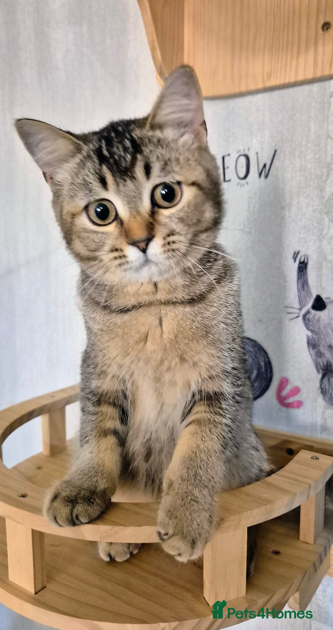 Scottish Fold cats for sale: 2 boys left! TICA registered Scottish Fold - Image 5