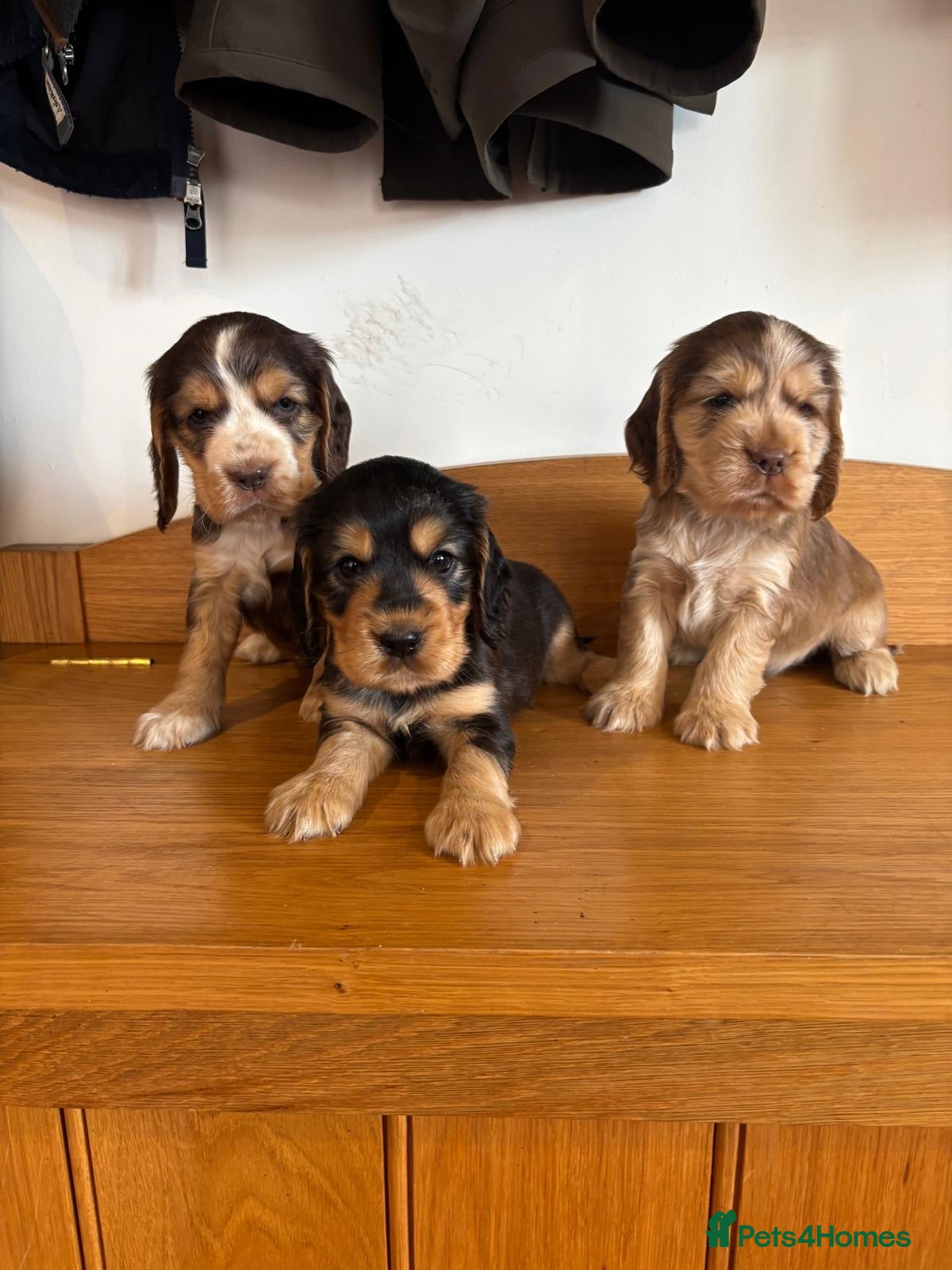 Cocker Spaniel dogs Beautiful KC show cocker spaniels  - Advert 1