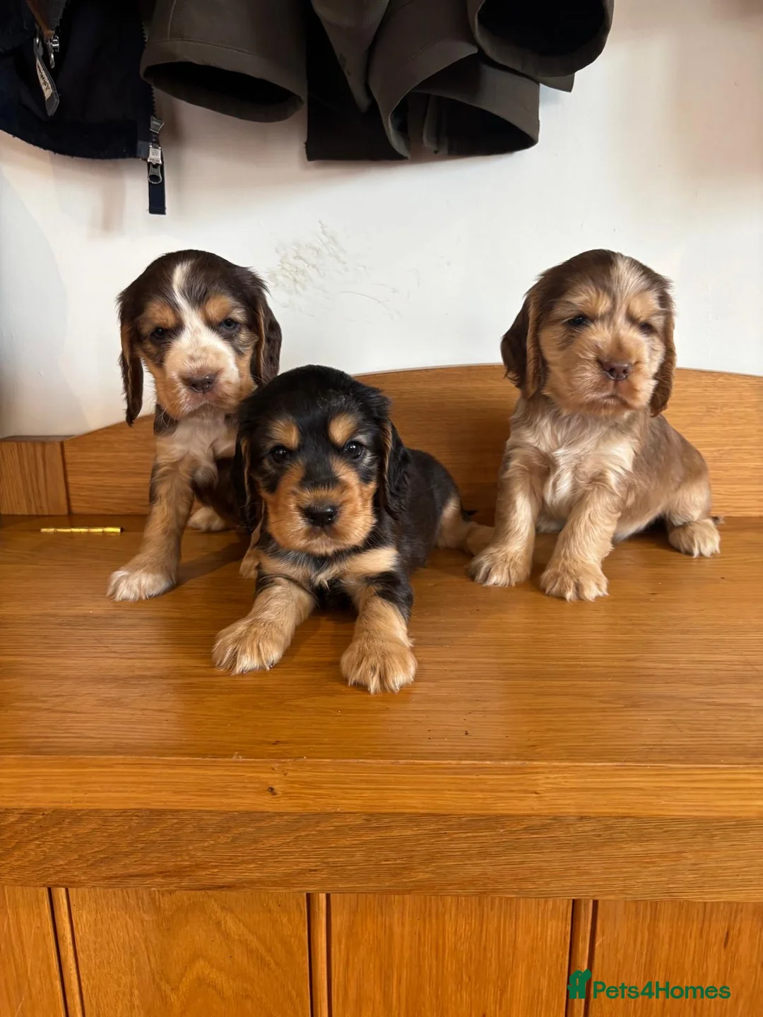 Cocker Spaniel dogs for sale: Beautiful KC show cocker spaniels  - Advert 1