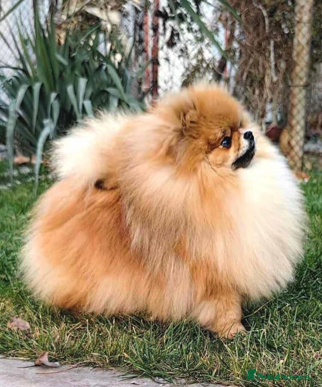 Pomeranian dogs for sale: Beautiful Pomeranian puppies - Advert 17