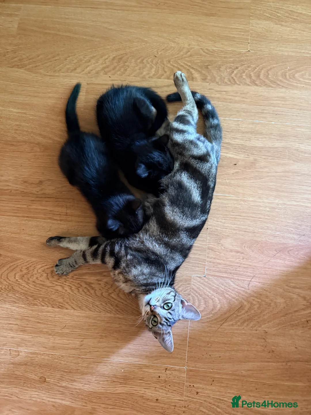 Mixed Breed cats for sale: Kittens in Worcester - Advert 1