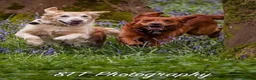 Golden Retriever dogs for sale: 8 Golden Retriever puppies for sale. - Advert 9