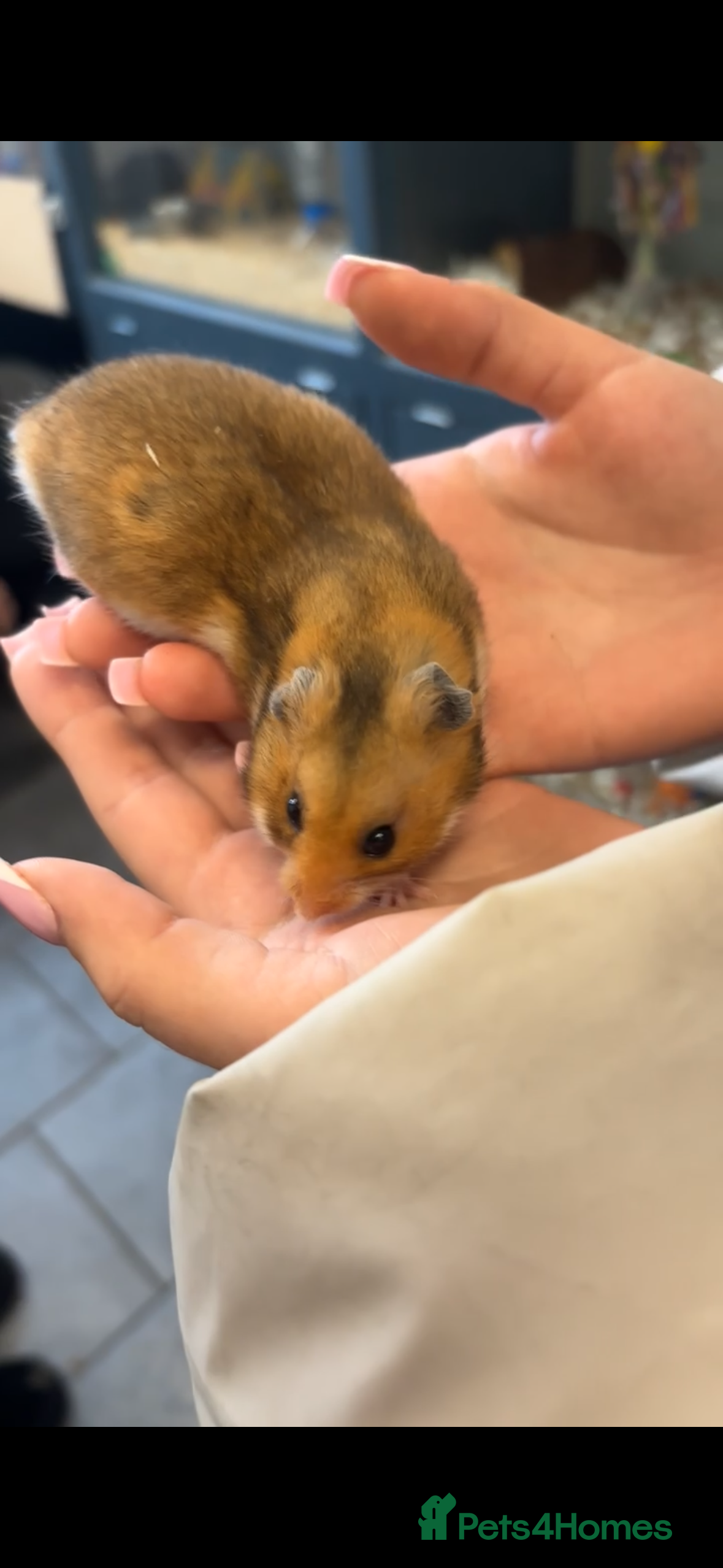 Hamster rodents Syrian hamster for sale  - Advert 1