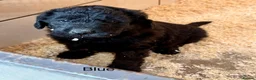 Labradoodle dogs for sale: Miniature Labradoodles- from experienced breeder - Advert 10