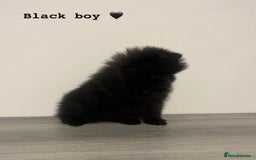 Pomeranian dogs for sale: Pomeranian puppies - Image 6