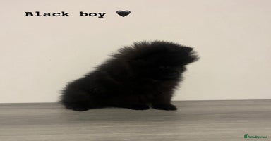 Pomeranian dogs - Advert 10