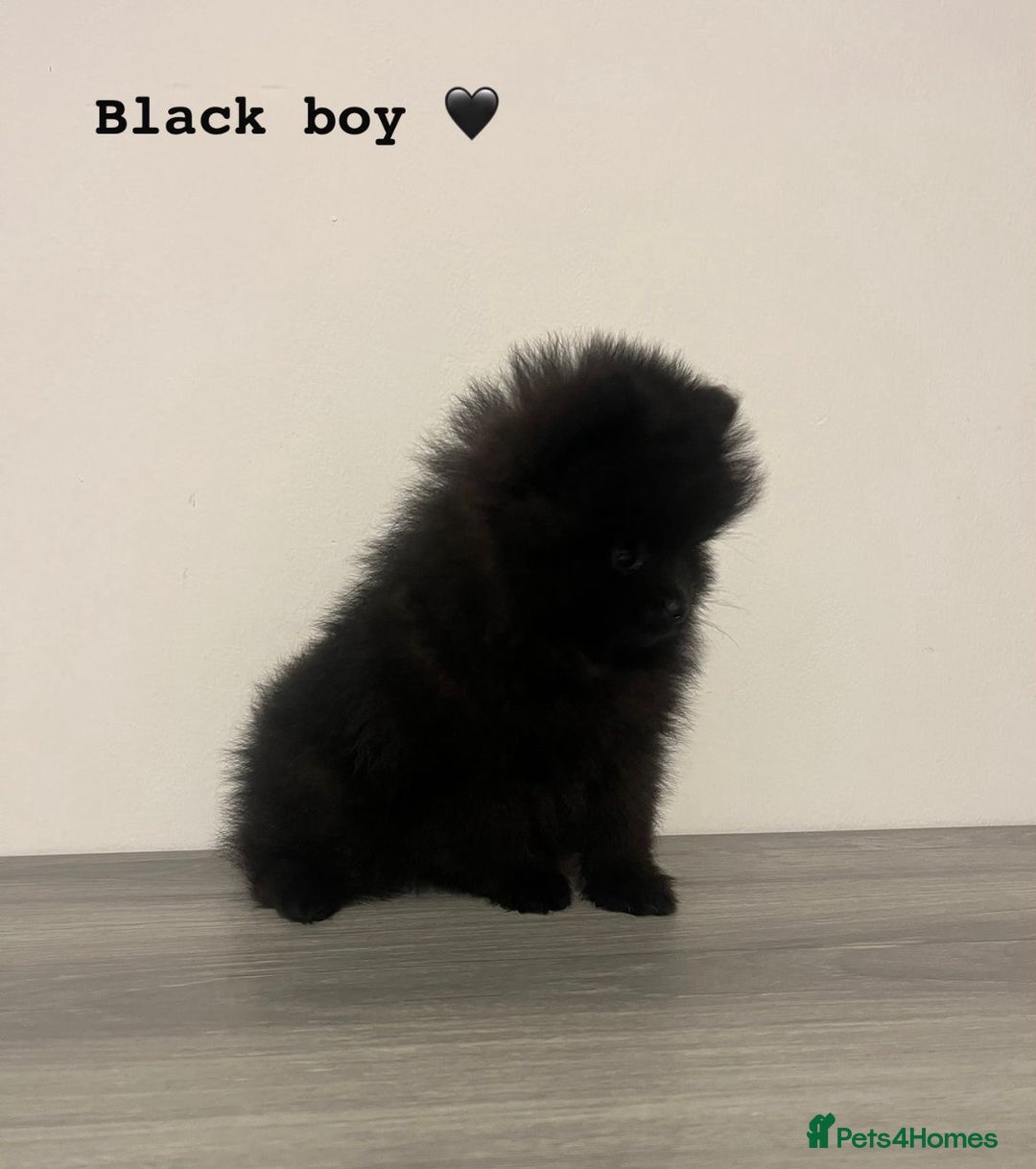 Pomeranian dogs for sale: Pomeranian puppies - Image 6