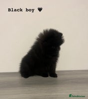 Pomeranian dogs - Advert 10