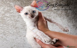 Bengal cats for sale: Champion line Superb Bengal Kittens  - Image 11