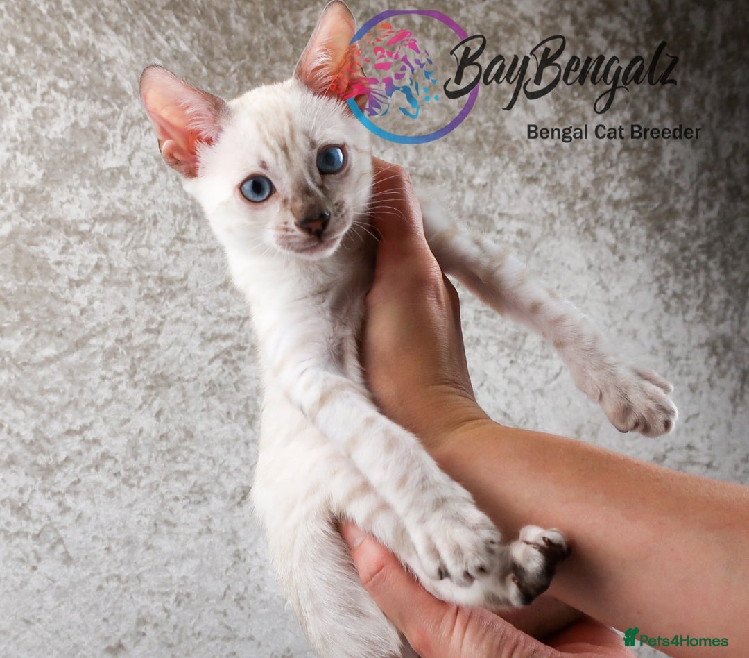 Bengal cats for sale: Champion line Superb Bengal Kittens  - Image 11