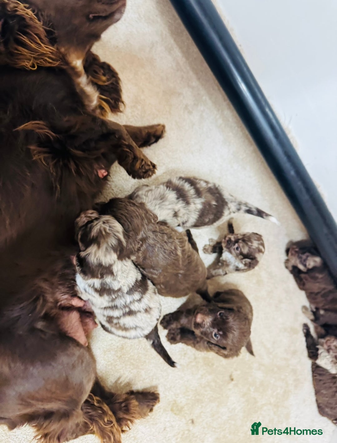 Cockapoo dogs for sale: Chocolate Merle Cockapoo Babies 🐾🐾🐾 - Image 17