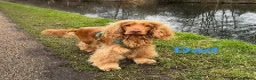Cocker Spaniel dogs for sale: Beautiful working / show cocker spaniel puppies - Advert 23