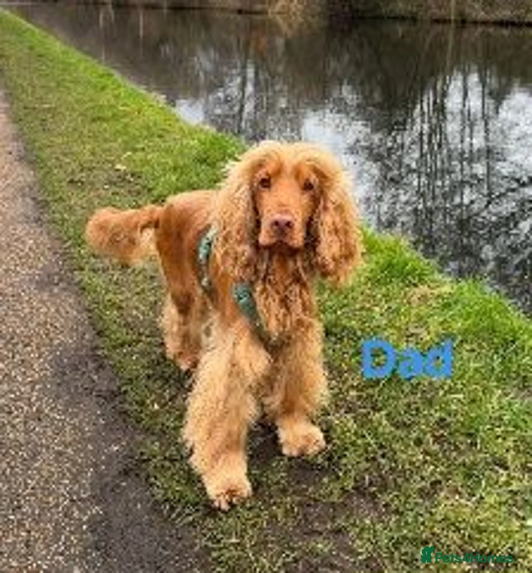 Cocker Spaniel dogs for sale: Beautiful working / show cocker spaniel puppies - Advert 23
