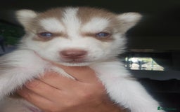 Siberian Husky dogs for sale: Gorgeous Litter of Husky Puppies - Image 17