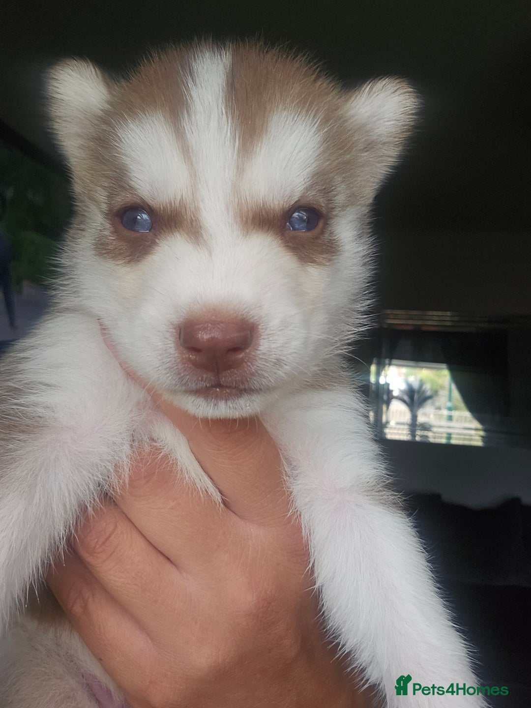 Siberian Husky dogs for sale: Gorgeous Litter of Husky Puppies - Image 17