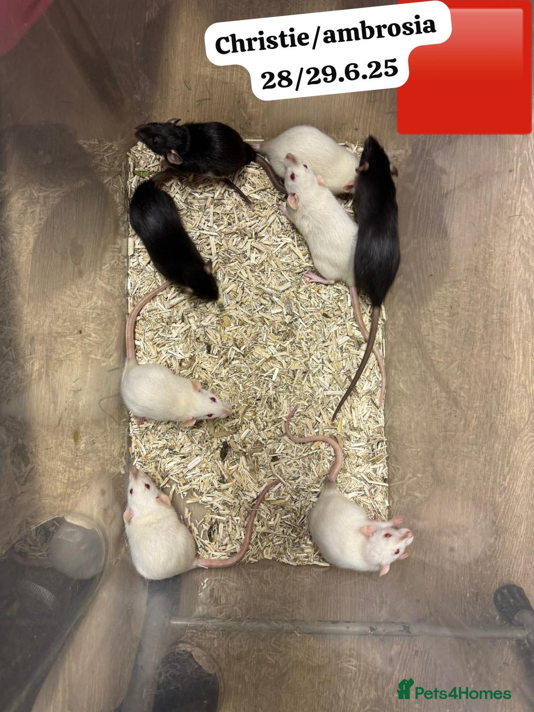Rat rodents for sale: Baby and young rats ready now. Sheffield - Image 20