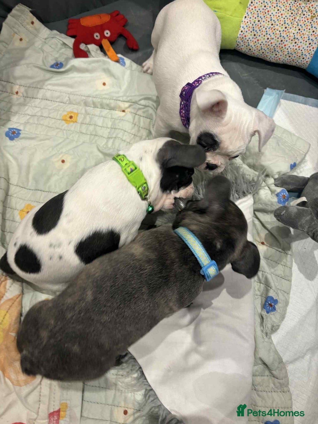 French Bulldog dogs for sale: Kropek - Image 3