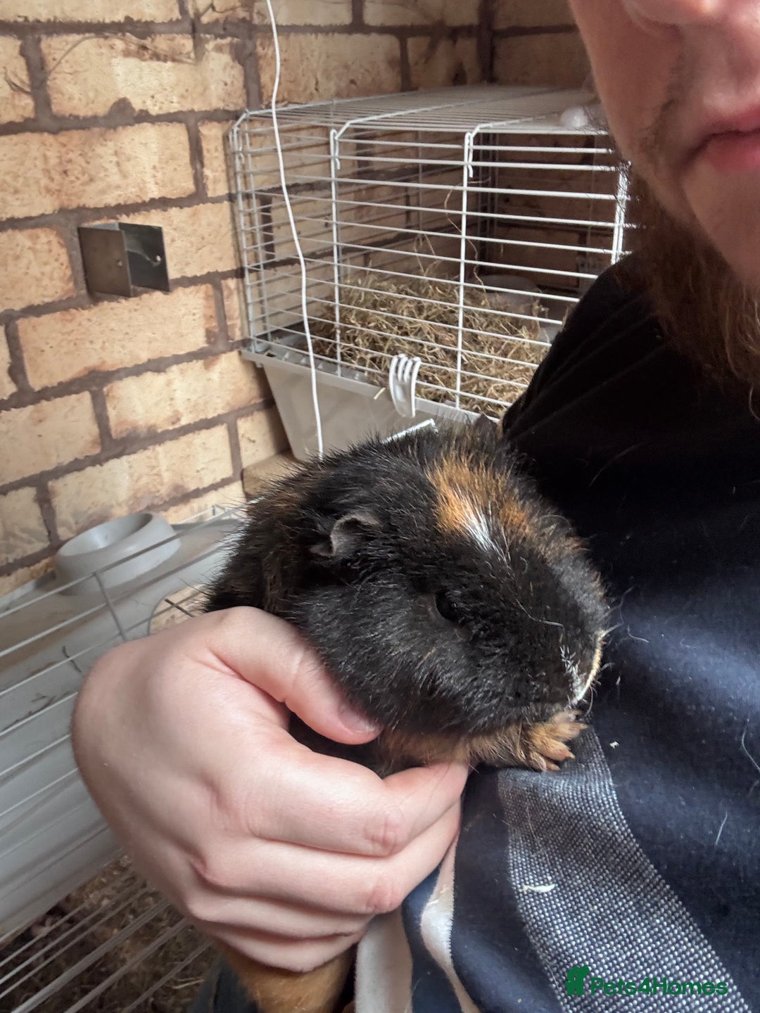 Guinea Pig rodents for sale: 2 x guinea pigs - Image 1