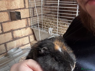 Guinea Pig rodents - Advert 39