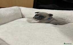 French Bulldog dogs for sale: 5⭐️ french bulldog pups 🐾 - Image 29