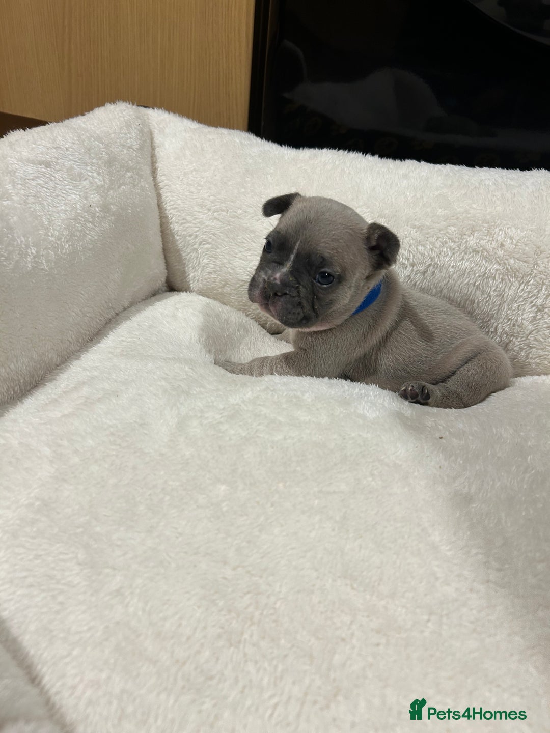 French Bulldog dogs for sale: 5⭐️ french bulldog pups 🐾 - Image 29
