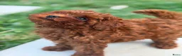 Toy Poodle dogs for sale: Tiny Asian Toy Poodle Boys 🐾 Ready to Reserve! in Romford - Advert 5