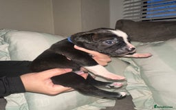 Mixed Breed dogs for sale: Olde English Bulldogge/Staffy bull Collie mix - Image 13