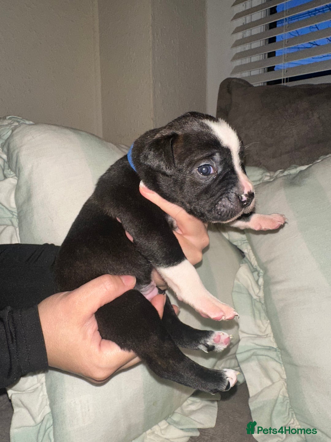 Mixed Breed dogs for sale: Olde English Bulldogge/Staffy bull Collie mix - Image 13