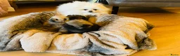 Pomeranian dogs for sale: Stunning KC Teddy Bear Pomeranians - Advert 10
