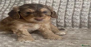 Cockapoo dogs - Advert 14