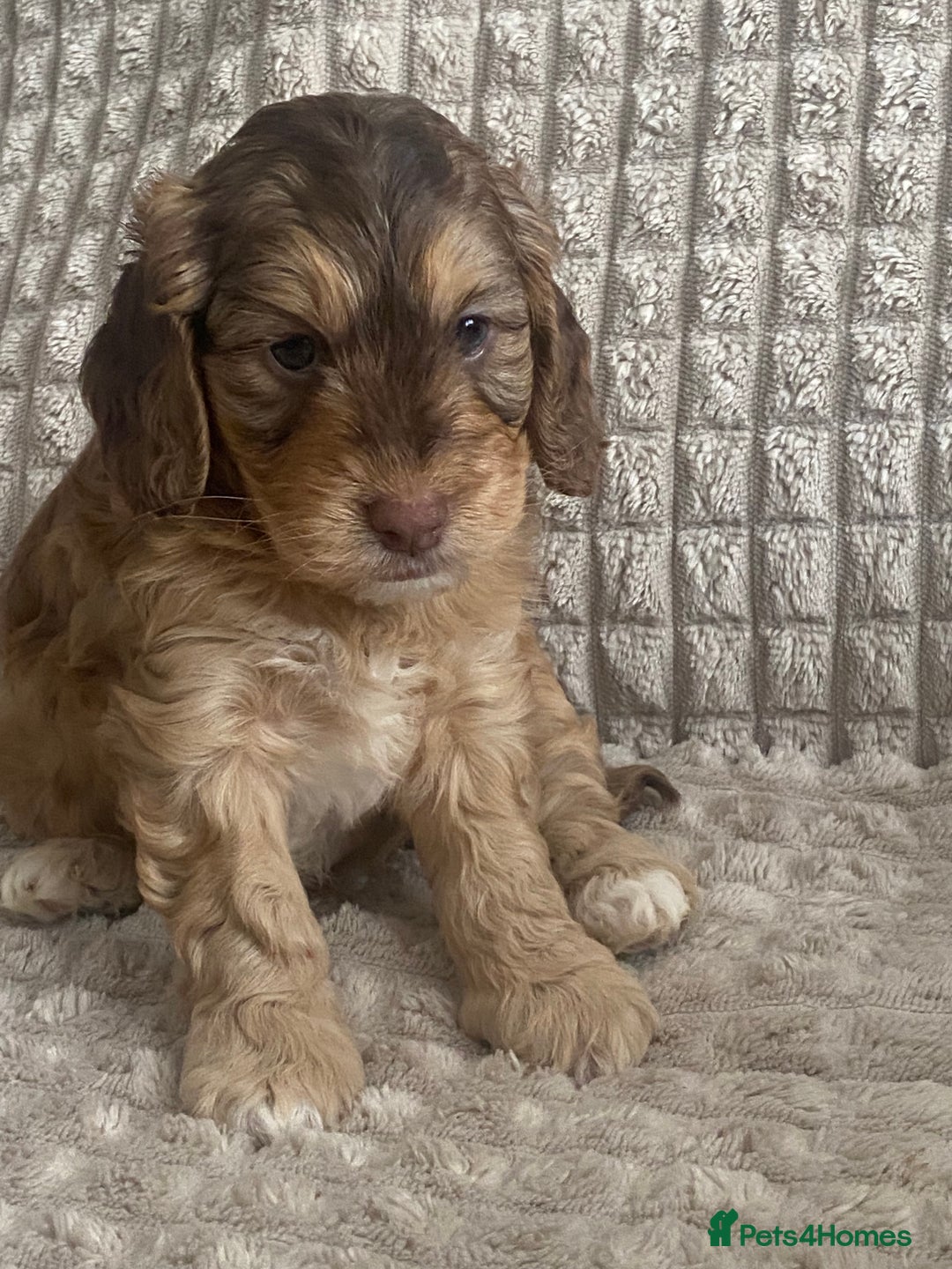 Cockapoo dogs for sale: Beautiful cockapoo puppies - Image 3