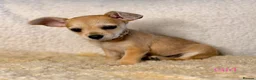 Jack Chi dogs for sale: *LAST TWO* TINY chihuahua x Jack Russell Puppies - Advert 13