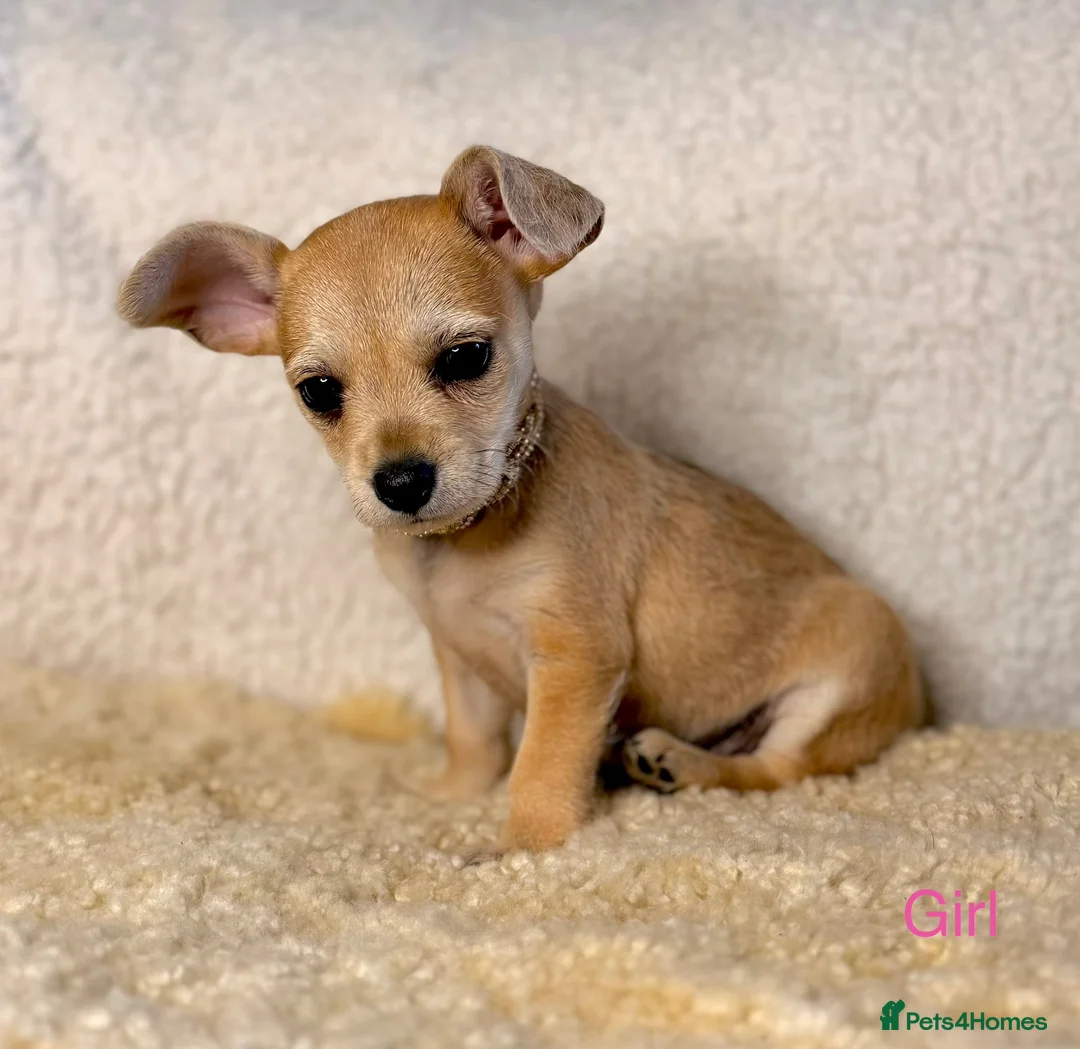 Jack Chi dogs for sale: *LAST TWO* TINY chihuahua x Jack Russell Puppies - Advert 13