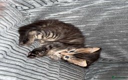 Mixed Breed cats for sale: Beautiful fluffy kittens 🐈‍⬛  - Image 8