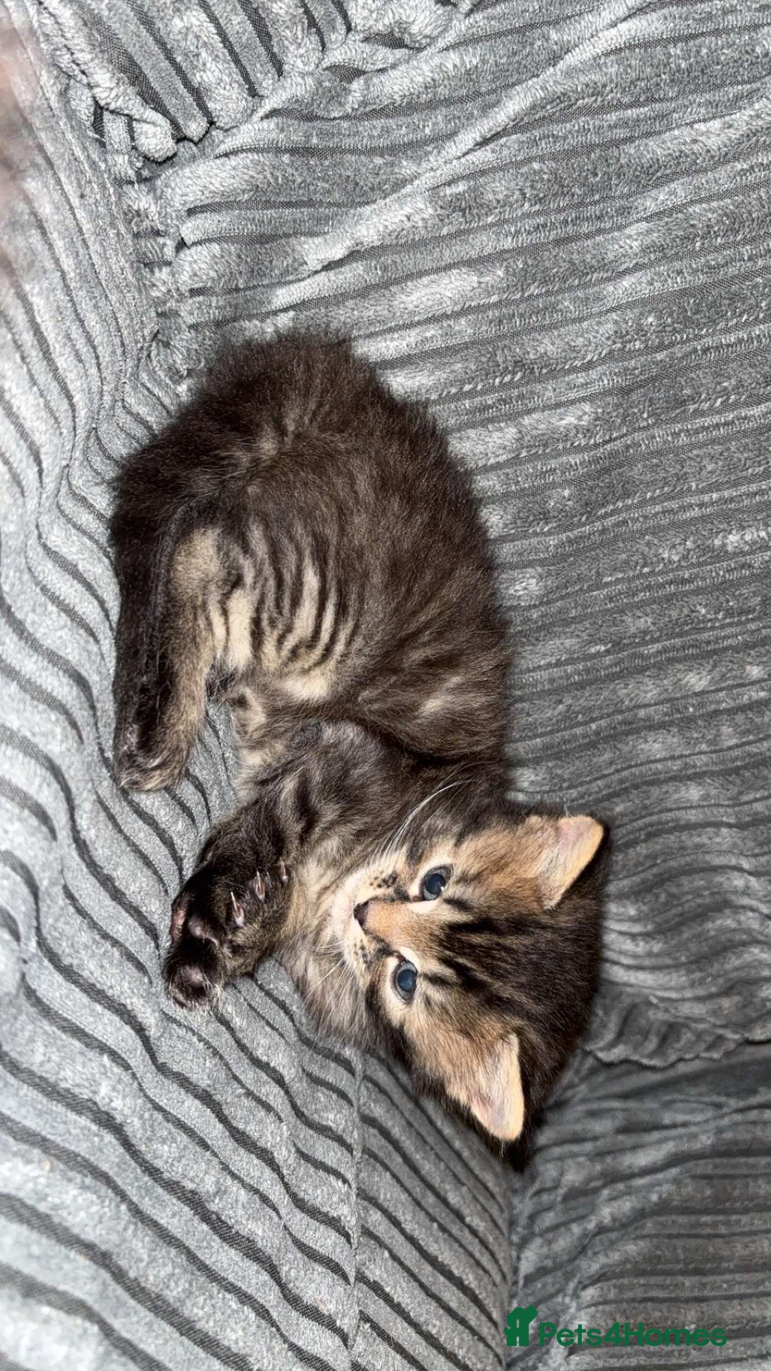 Mixed Breed cats for sale: Beautiful fluffy kittens 🐈‍⬛  - Image 8