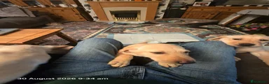 Labrador Retriever 2