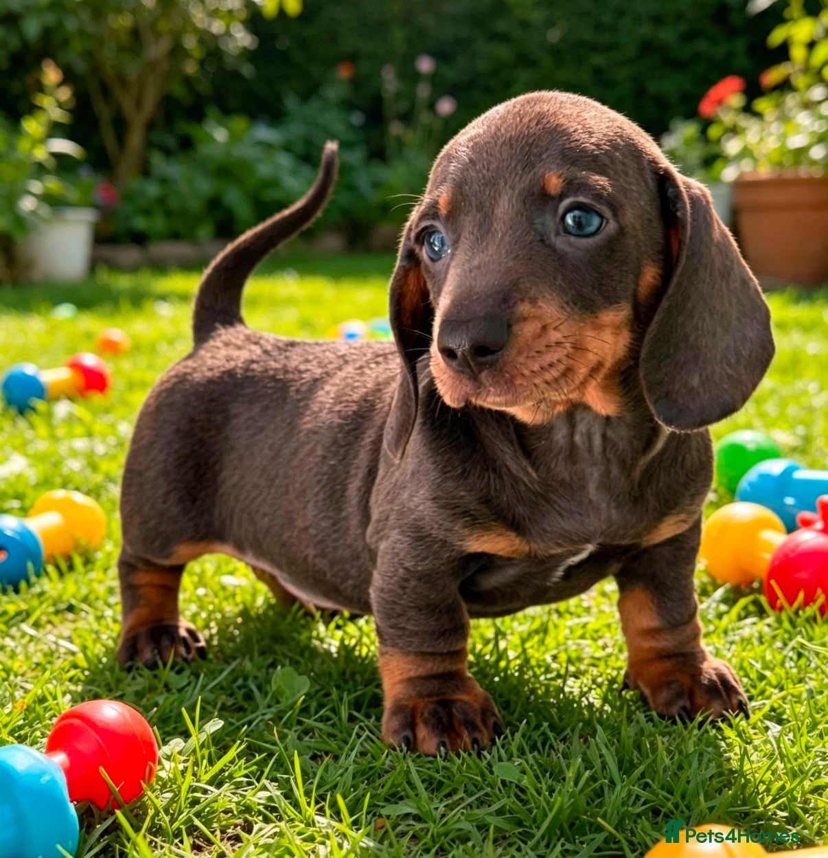 Miniature Dachshund dogs Gorgeous Miniature Dachshund Puppies -RKC - Advert 2