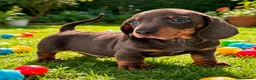 Miniature Dachshund dogs for sale: Gorgeous Miniature Dachshund Puppies -RKC - Advert 2