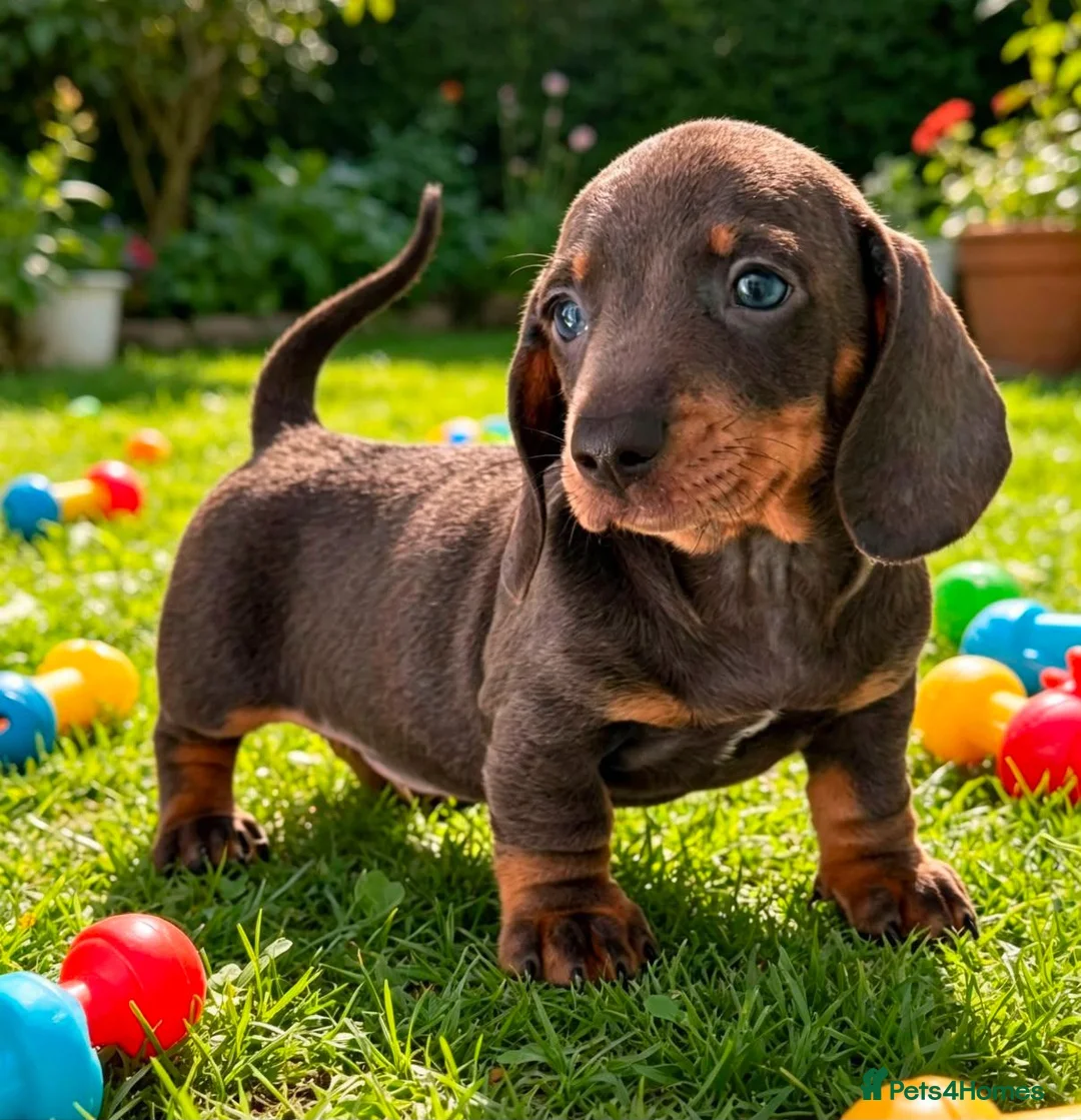Miniature Dachshund dogs for sale: Gorgeous Miniature Dachshund Puppies -RKC - Advert 2