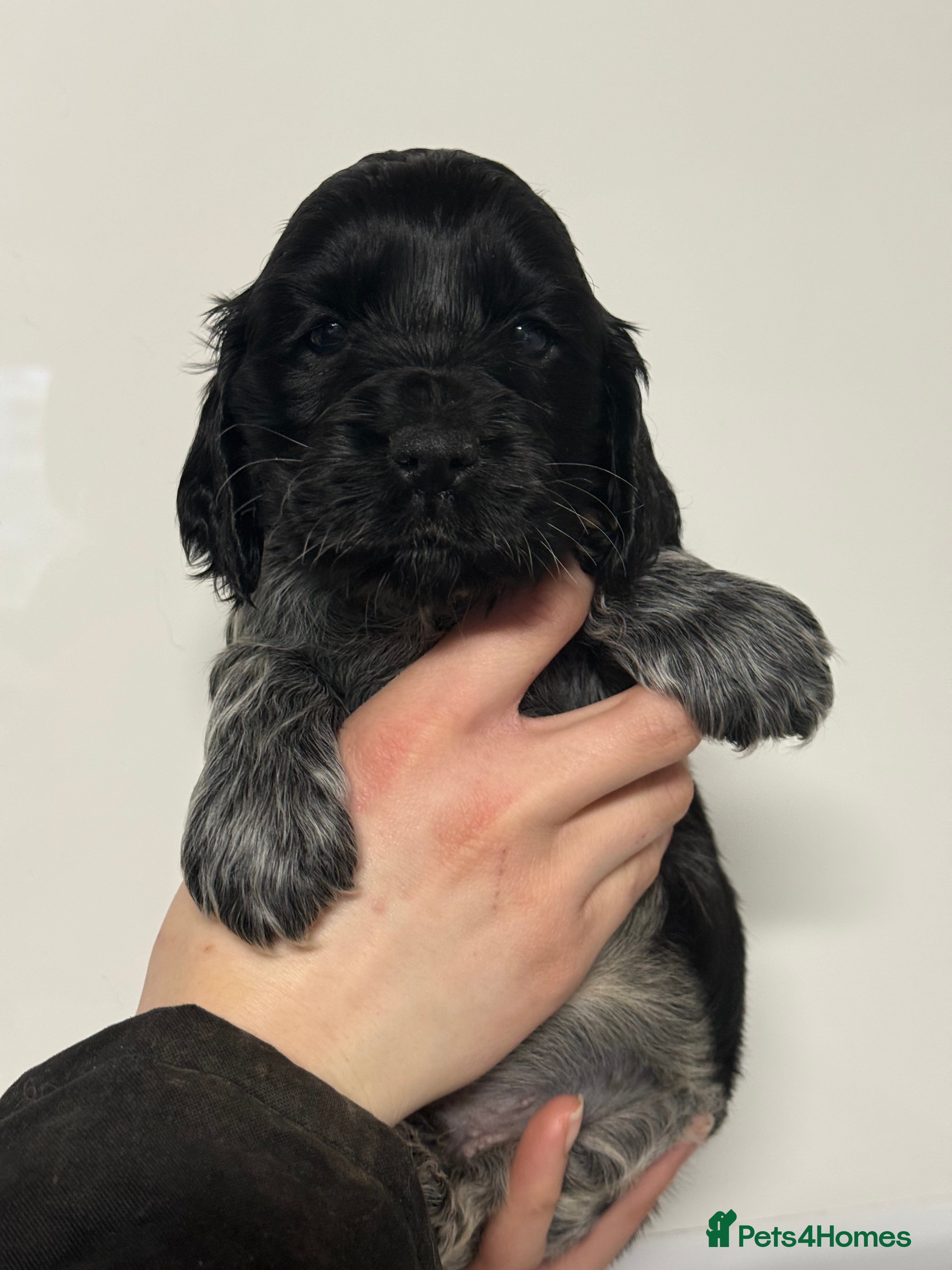 Cocker Spaniel dogs KC Show Cocker Spaniel Blue Roan Boy  - Advert 4