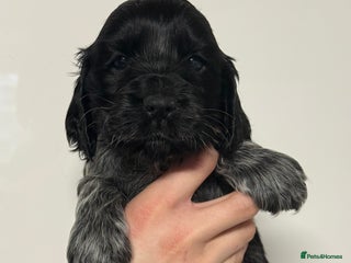 Cocker Spaniel dogs KC Show Cocker Spaniel Blue Roan Boy - Advert 4