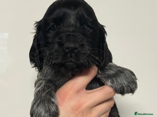 Cocker Spaniel dogs KC Show Cocker Spaniel Blue Roan Boy - Advert 3