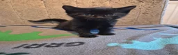 Mixed Breed cats for sale: 🐱❤️ 5 Beautiful fluffy Kittens🐱❤️ - Advert 14