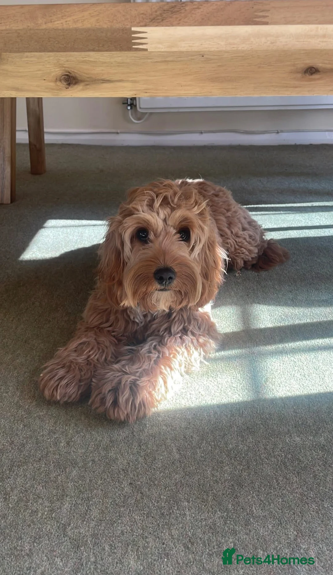 Cavapoo dogs for sale: Specialist heart + eye tested parents  - Advert 17