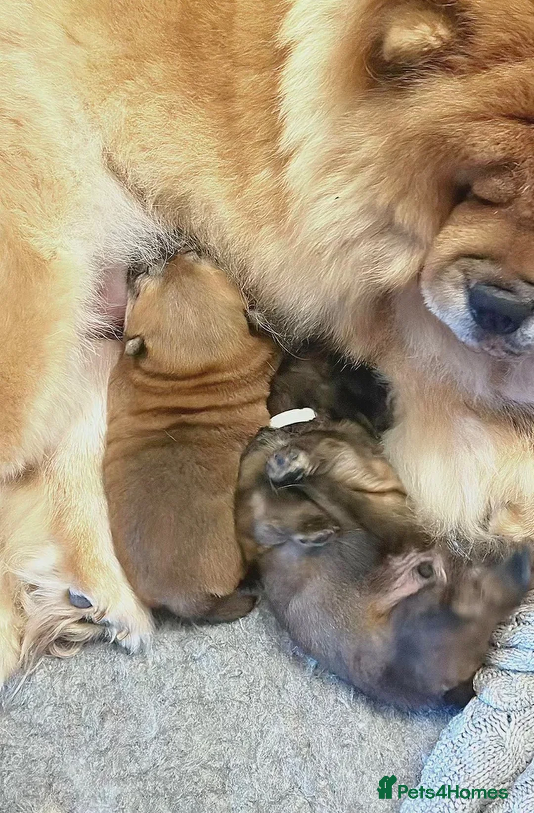 Chow Chow dogs for sale: Kc Registered Chow Chow Pups - Advert 2