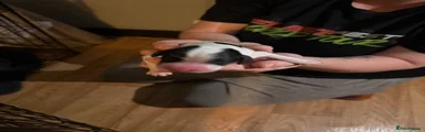 Sprocker 6