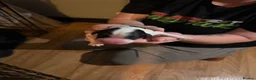 Sprocker dogs for sale: Sprocker puppies  - Advert 3
