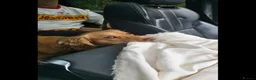 Cocker Spaniel dogs for stud: Fine specimen  - Advert 6