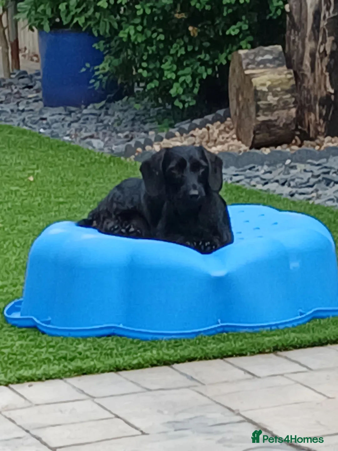 Miniature Dachshund dogs for sale: Miniature Wirehaired Dachshund  - Advert 1