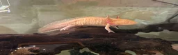Axolotl reptiles for sale: Golden albino female and a very pale gold male. in Tredegar - Advert 3